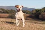 AMSTAFF ADULT 155